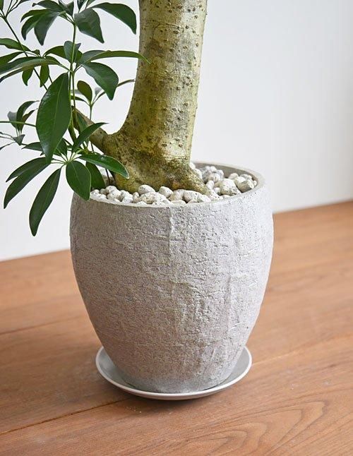 シェフレラ 022404 販売・通販 ［詳細ページ］ *tree tree*