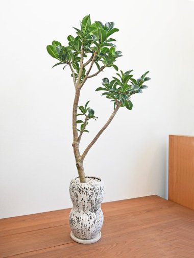 10,000～15,000円 - tree tree ～おしゃれな観葉植物 通販/interior