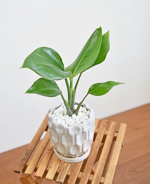 ストレリチア オーガスタ 1 楽天市場】(一部地域送料無料) ストレリチア オーガスタ 3.5-4号