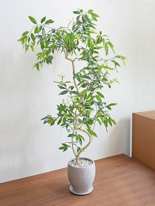 アマゾン　オリーブ　10号　250821 観葉植物 アマゾンオリーブ (ムラサキフトモモ) 10号 ジュピター
