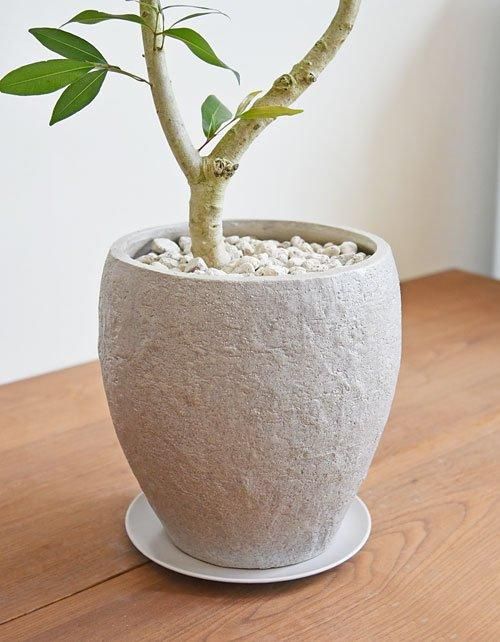 アマゾンオリーブ 032403 販売・通販 *tree tree*