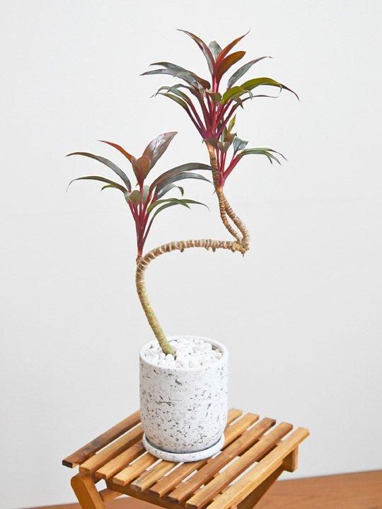 現品・鉢まま出荷】美株・良株 コルジリネ ペコ 大鉢