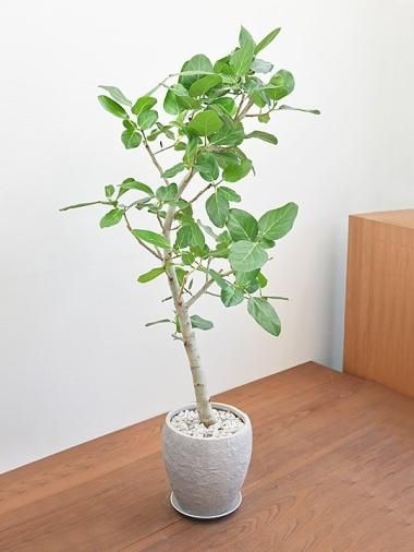 大きいサイズ - tree tree ～おしゃれな観葉植物 通販/interior plants 