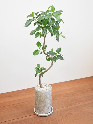 10,000～15,000円 - tree tree ～おしゃれな観葉植物 通販/interior 
