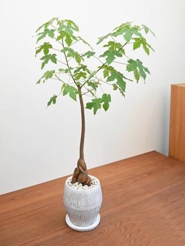 ブラキキトン - tree tree ～おしゃれな観葉植物 通販/interior plants