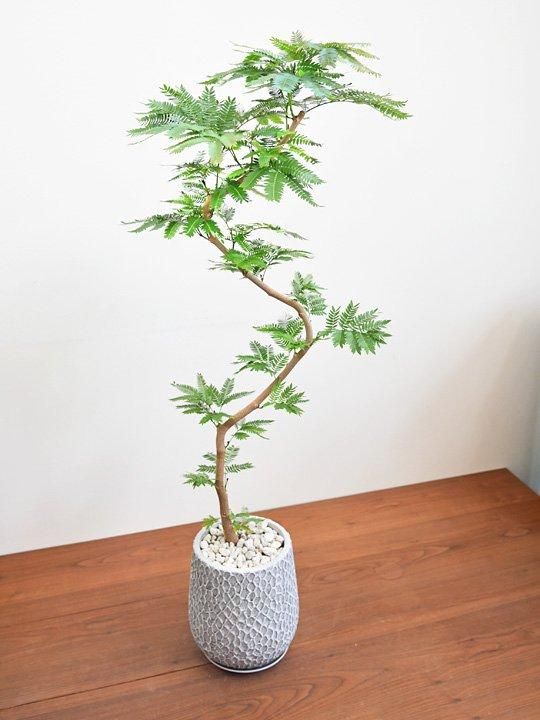 エバーフレッシュ 082403 販売・通販 ［詳細ページ］ *tree tree*
