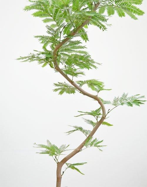 カエル様 斑入りエバーフレッシュ（斑入りのようで違う | 「観葉