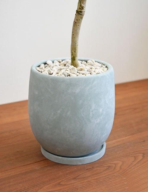 アマゾンオリーブ 032404 販売・通販 *tree tree* アマゾンオリーブ 032404 販売・通販 *tree tree*