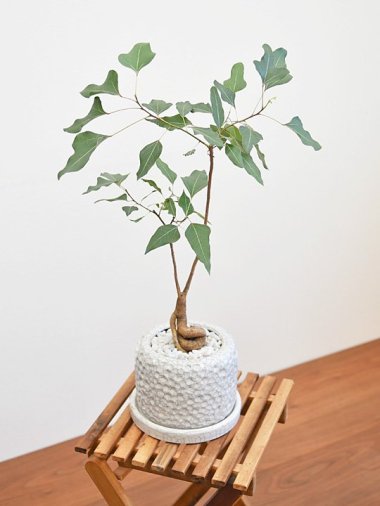 ブラキキトン - tree tree ～おしゃれな観葉植物 通販/interior plants shop～