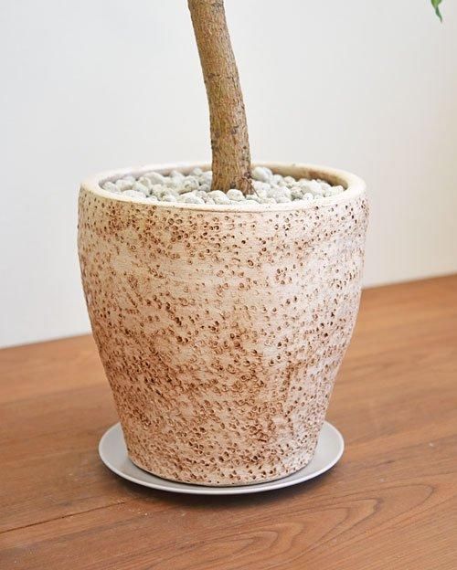 フィカス・エベレスト 032401 販売・通販 ［詳細ページ］ *tree