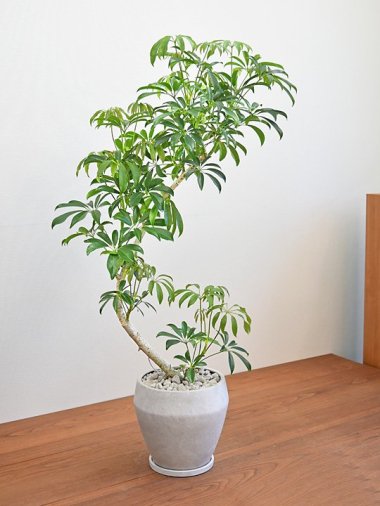 15,000～20,000円 - tree tree ～おしゃれな観葉植物 通販/interior