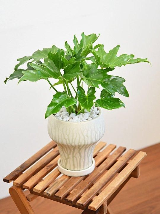 観葉植物セロームの育て方や花言葉・風水効果を徹底紹介！ | ひとはなノート
