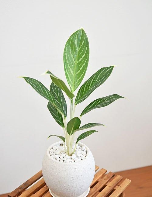 アグラオネマ・ホワイトステム 042401 販売・通販 *tree tree*