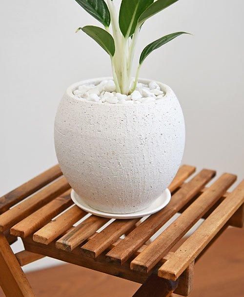 アグラオネマ・ホワイトステム 042401 販売・通販 *tree tree*