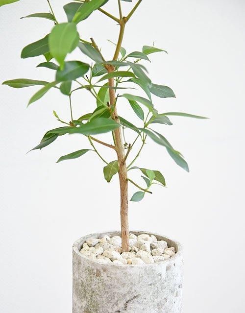 アマゾンオリーブ 042401 販売・通販 *tree tree*