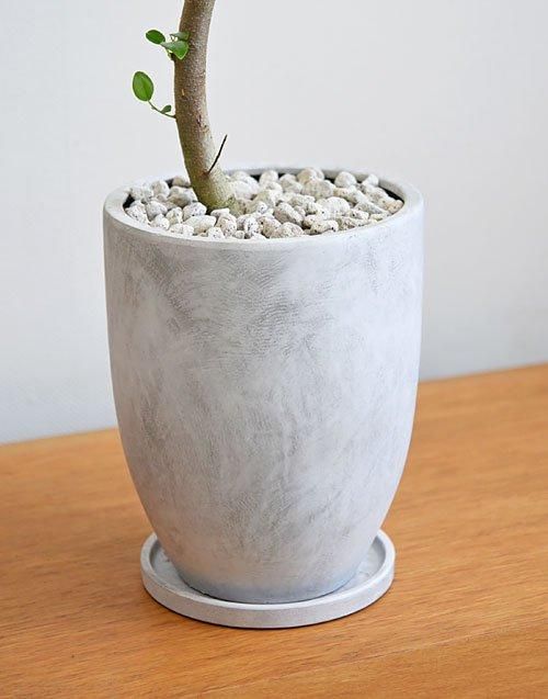 フランスゴムの木 042401 販売・通販 ［詳細ページ］ *tree tree*