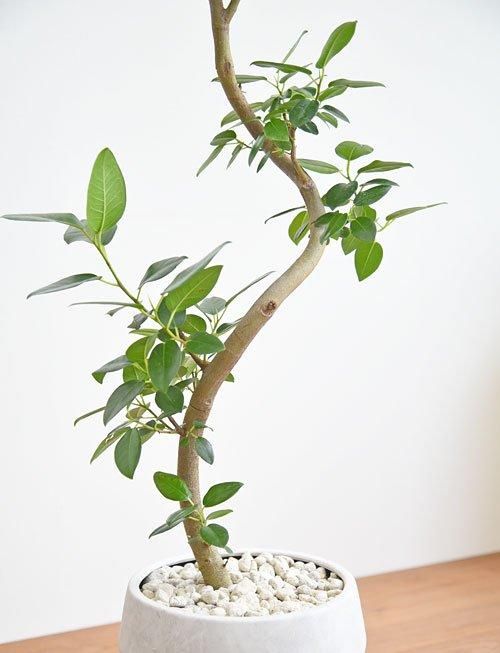 楽天市場】ゴムの木（高さ（植物）～ 70.9cm）（観葉植物｜花
