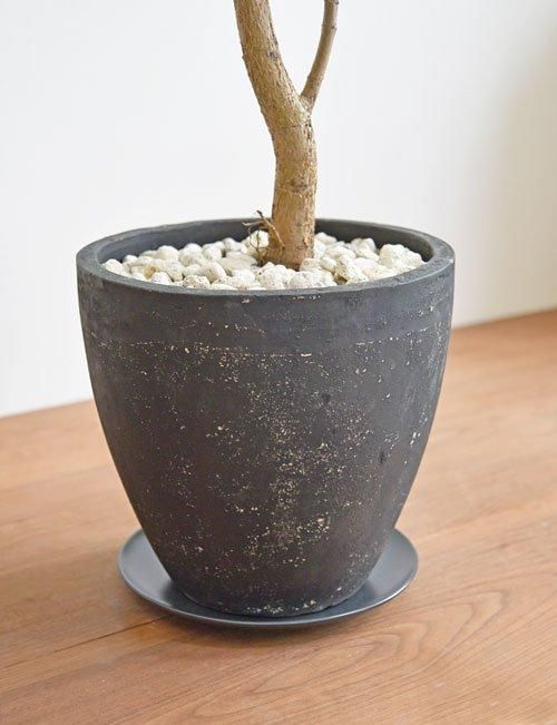 フィカス・エベレスト 042401 販売・通販 ［詳細ページ］ *tree
