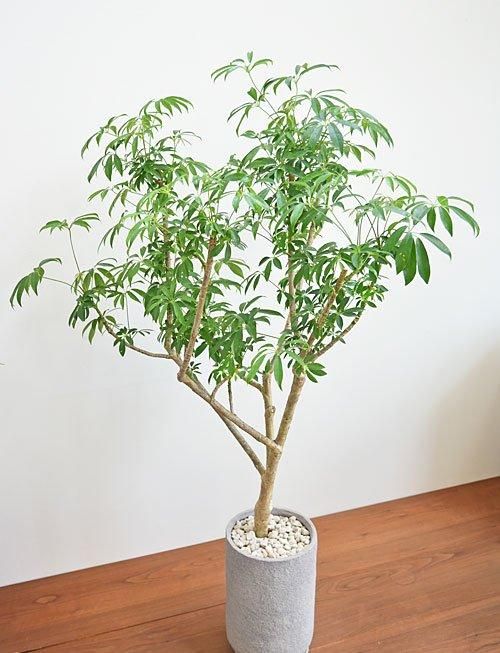 シェフレラ 042402 販売・通販 ［詳細ページ］ *tree tree*