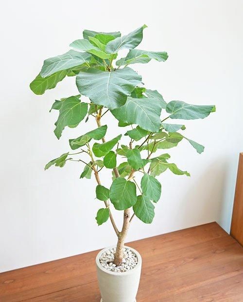 フィカス・エベレスト 042402 販売・通販 ［詳細ページ］ *tree