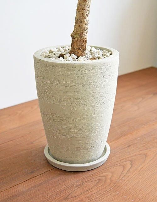 フィカス・エベレスト 042402 販売・通販 ［詳細ページ］ *tree tree*