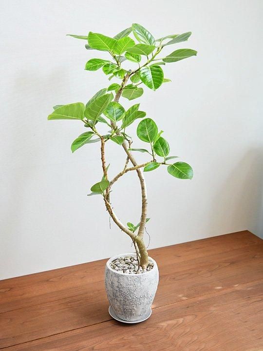 フィカスアルテシーマ　アクタス購入　平塚駅お引き取り条件 フィカスアルテシーマ アクタス購入 平塚駅お引き取り条件 観葉植物