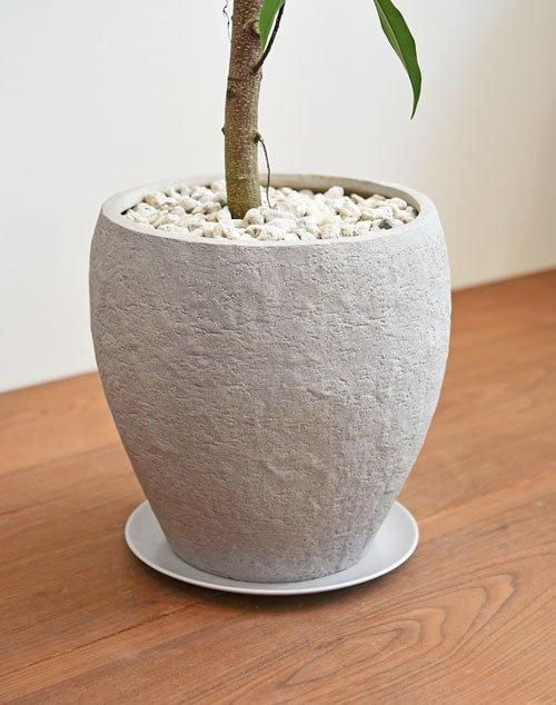 フィカス・アムステルダムキング 042401 販売・通販 ［詳細ページ