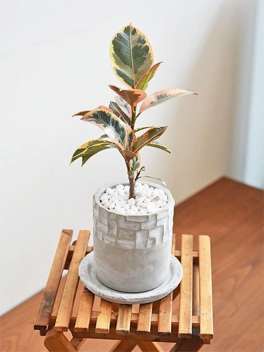 おしゃれインテリアに！斑入りフィカス・ティネケ２【存在感のある一鉢】 おしゃれインテリアに！斑入りフィカス・ティネケ2【存在感の