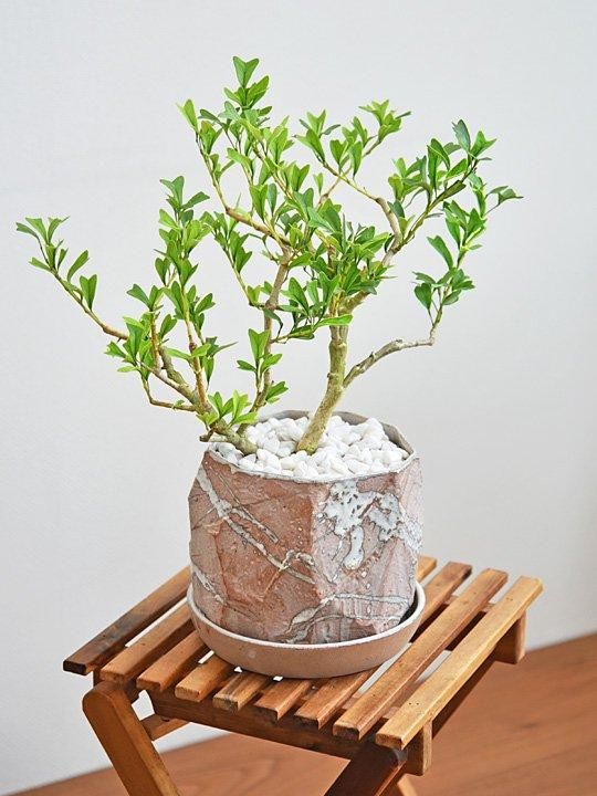 シェフレラ・トライアンギュラリス 052401 販売・通販 ［詳細