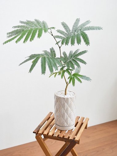 エバーフレッシュ - tree tree ～おしゃれな観葉植物 通販/interior plants shop～