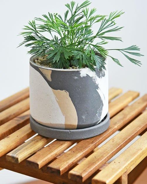 アクティニオ プテリス　オーストラリス　アクティノプテリスオーストラリス シダ：アクティニオプテリス オーストラリス3号ポット の通販