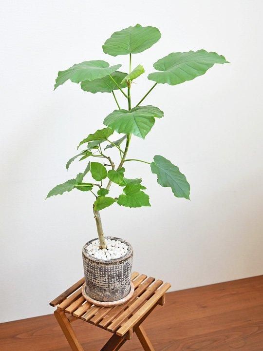 ウンベラータ 092406 販売・通販 ［詳細ページ］ *tree tree*