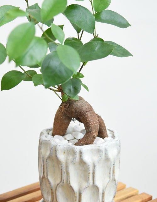 ガジュマル 052401 販売・通販［詳細ページ］ *tree tree*