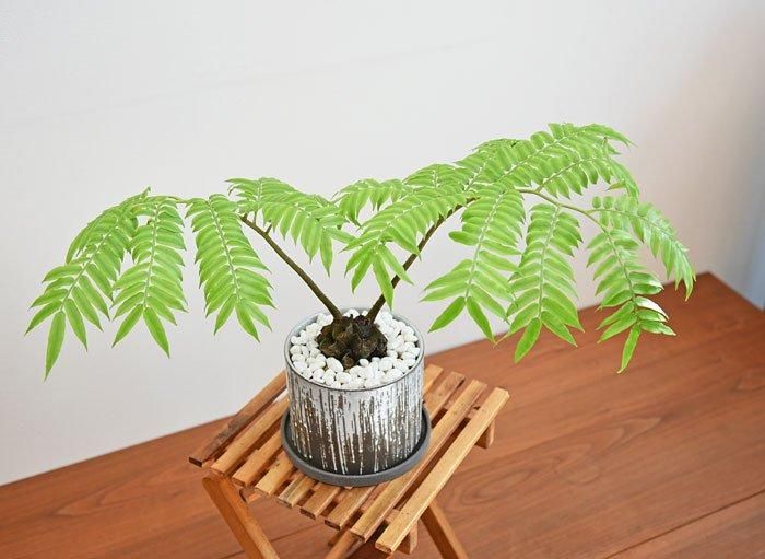 リュウビンタイ 052401 販売・通販 ［詳細ページ］ *tree tree*
