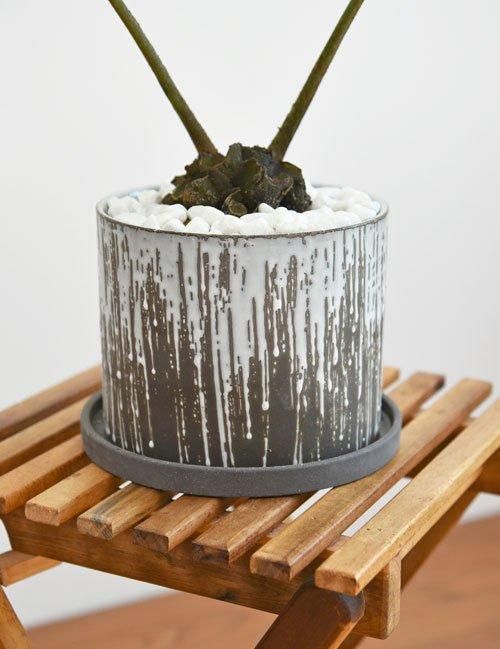 リュウビンタイ 052401 販売・通販 ［詳細ページ］ *tree tree*