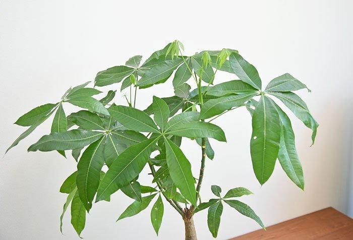 パキラ 052401 販売・通販 ［詳細ページ］ *tree tree*