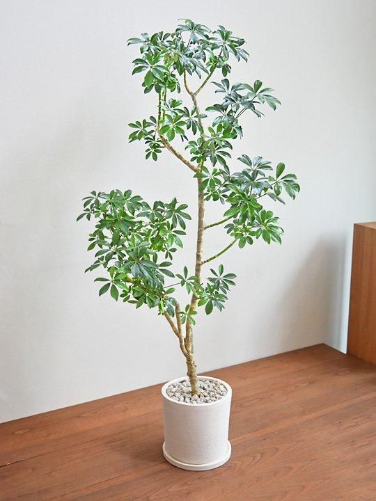 シェフレラ木立 シェフレラ 052402 販売・通販 ［詳細ページ］ *tree tree*