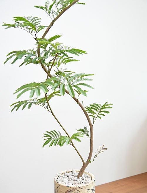 エバーフレッシュ 052403 販売・通販 ［詳細ページ］ *tree tree*