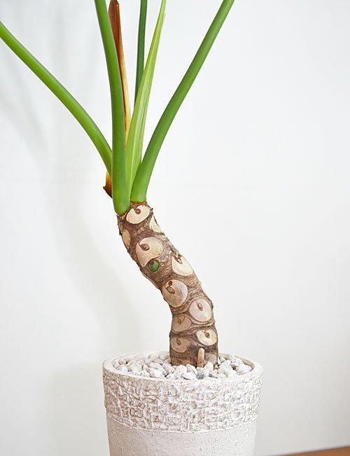 現品　フィロデンドロン　セローム　ホープ　34番　根上がり　観葉植物 セローム・ホープ 052401 販売・通販［詳細ページ］ *tree tree*