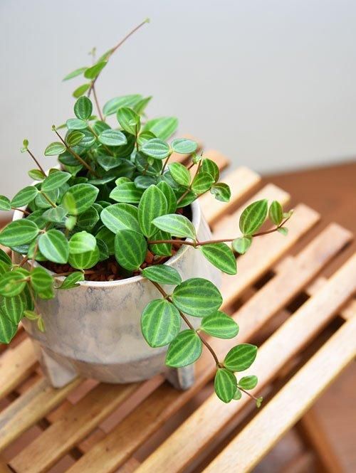 ペペロミア・アングラータ・セラミス植え 052402 販売・通販［詳細