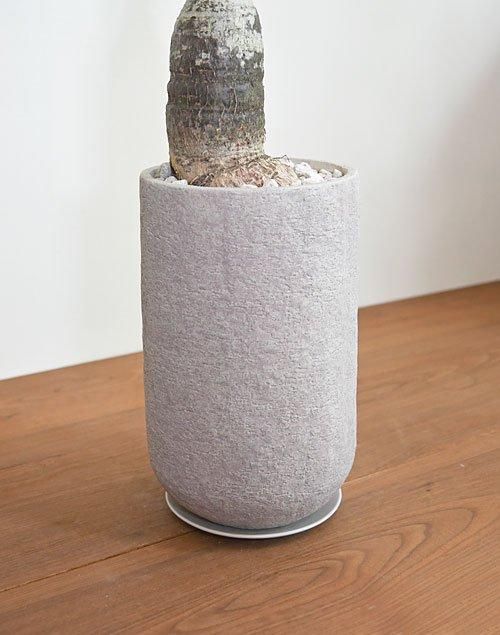 パキラ 062401 販売・通販 ［詳細ページ］ *tree tree*