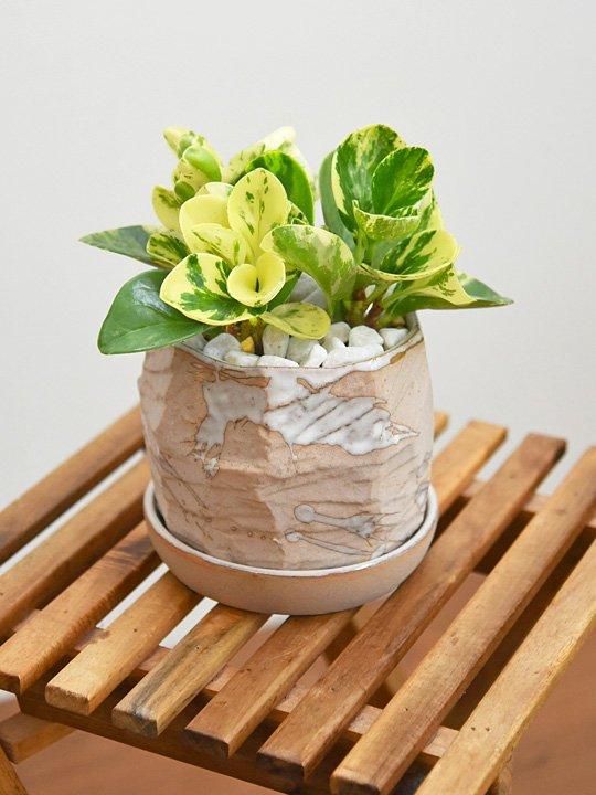 ペペロミア・ゴールデンゲート 062401 販売・通販［詳細ページ］ *tree