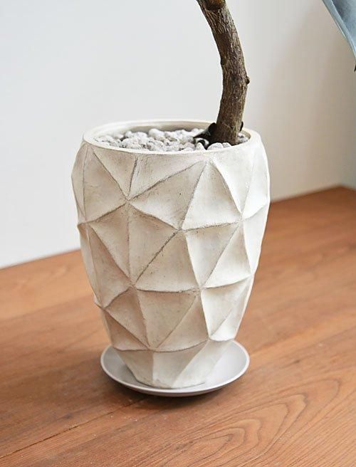 フィカス・バーガンディ 062402 販売・通販 ［詳細ページ］ *tree tree*