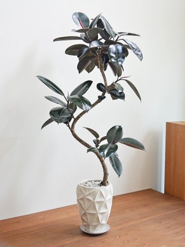 20,000円～ - tree tree ～おしゃれな観葉植物 通販/interior plants shop～