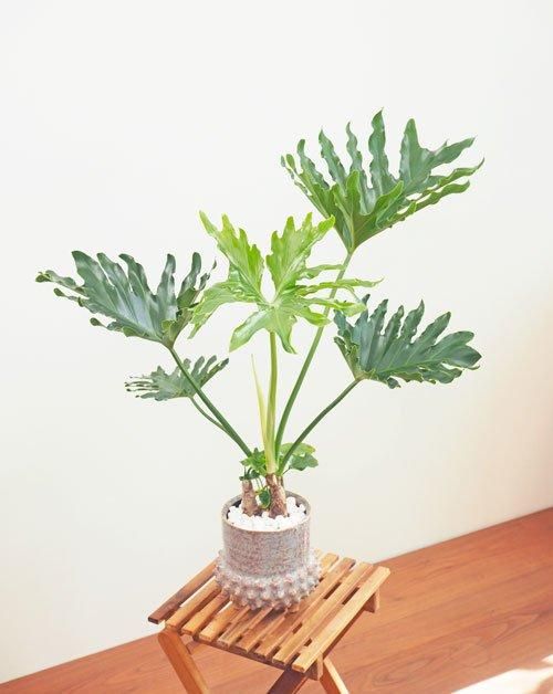 セローム 062401 販売・通販［詳細ページ］ *tree tree*