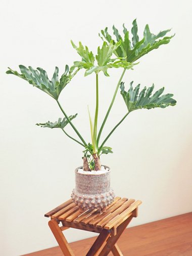 フィロデンドロン - tree tree ～おしゃれな観葉植物 通販/interior plants shop～