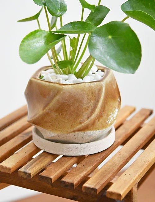 ピレア・ペペロミオイデス 白鉢 ピレア ペペロミオイデス／プラ容器鉢8cm - jardin-fresco