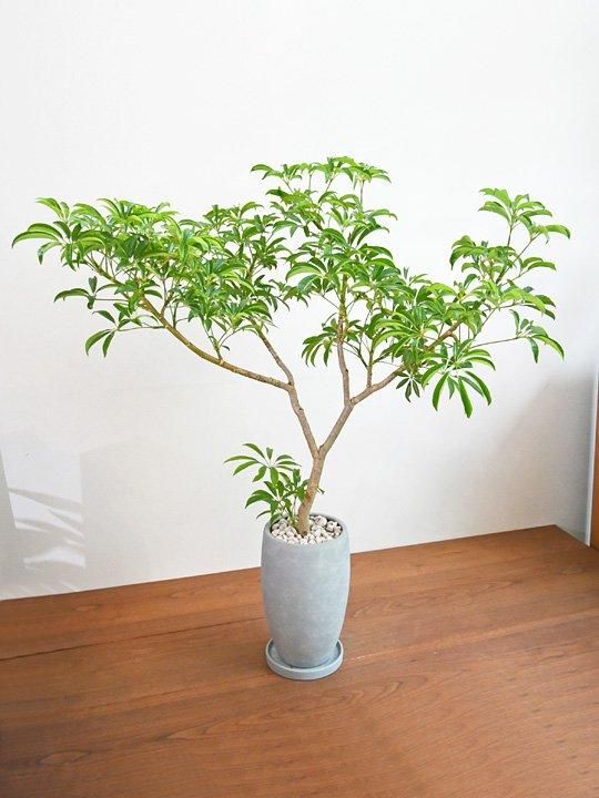 シェフレラ 072401 販売・通販 ［詳細ページ］ *tree tree*