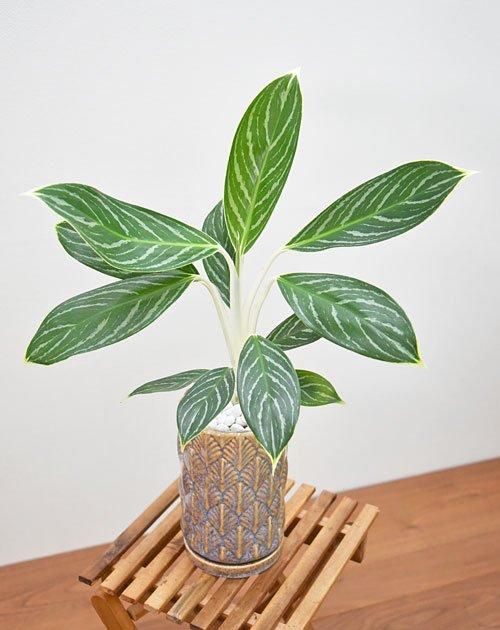 アグラオネマ・ホワイトステム 072401 販売・通販 *tree tree*