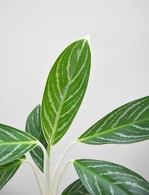 アグラオネマ・ホワイトステム 072401 販売・通販 *tree tree*